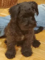 Mini schnauzer Male 1, a male Miniature Schnauzer for sale in Trussville, AL – Photo 2 of 3