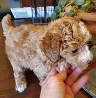 Raven's apricot girl, a female Poodle - Miniature  for sale in Trussville, AL – Photo 2 of 2