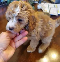 Raven's apricot girl, a female Poodle - Miniature  for sale in Trussville, AL – Photo 1 of 2