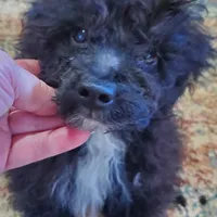 Cookie's tiny boy, a male Poodle - Toy  for sale in Trussville, AL – Photo 1 of 3