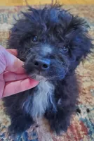 Cookie's tiny boy, a male Poodle - Toy  for sale in Trussville, AL – Photo 1 of 3