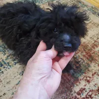 Cookie's tiny boy, a male Poodle - Toy  for sale in Trussville, AL – Photo 3 of 3