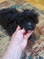 Cookie's tiny boy, a male Poodle - Toy  for sale in Trussville, AL – Photo 3 of 3