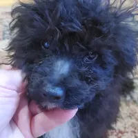 Cookie's tiny boy, a male Poodle - Toy  for sale in Trussville, AL – Photo 2 of 3