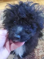 Cookie's tiny boy, a male Poodle - Toy  for sale in Trussville, AL – Photo 2 of 3