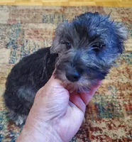Penny's s&p girl, a female Miniature Schnauzer for sale in Trussville, AL – Photo 2 of 3