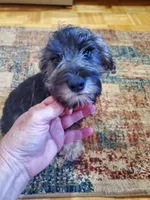 Penny's s&p girl, a female Miniature Schnauzer for sale in Trussville, AL – Photo 3 of 3