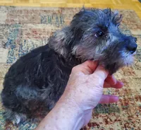 Penny's s&p girl, a female Miniature Schnauzer for sale in Trussville, AL – Photo 1 of 3