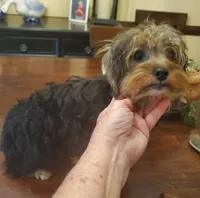Peppers older boy, a male Yorkshire Terrier for sale in Trussville, AL – Photo 2 of 3