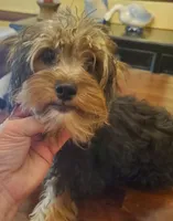 Peppers older boy, a male Yorkshire Terrier for sale in Trussville, AL – Photo 1 of 3