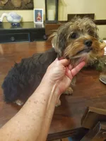 Peppers older boy, a male Yorkshire Terrier for sale in Trussville, AL – Photo 3 of 3