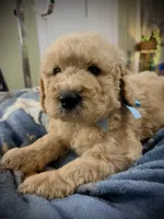 Banjo, a male Goldendoodle for sale in Maysville, GA – 2 of 2