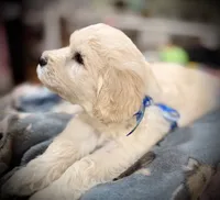 BJ, a male Goldendoodle for sale in Maysville, GA – 3 of 4