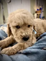 Banjo, a male Goldendoodle for sale in Maysville, GA – 1 of 2