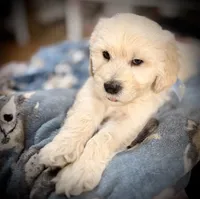BJ, a male Goldendoodle for sale in Maysville, GA – 2 of 4