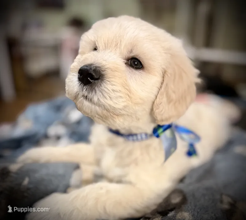 BJ – Goldendoodle puppy for sale in Maysville, GA