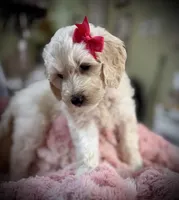 Martha, a female Goldendoodle for sale in Maysville, GA – 2 of 2