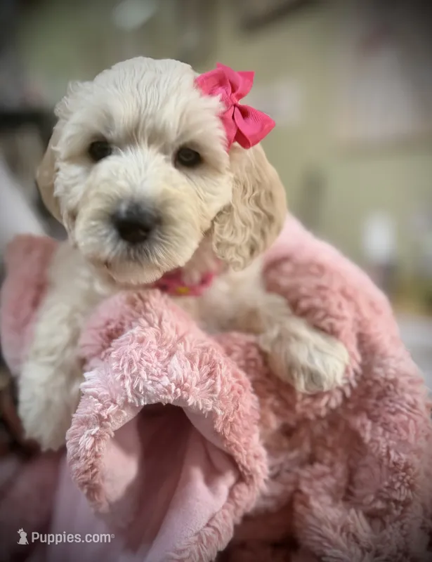 Martha – Goldendoodle puppy for sale in Maysville, GA