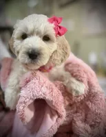 Martha, a female Goldendoodle for sale in Maysville, GA – 1 of 2