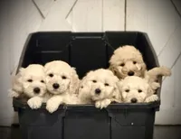 BJ, a male Goldendoodle for sale in Maysville, GA – 4 of 4