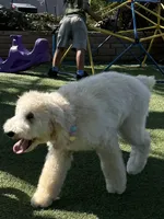 Teddy , a female Labradoodle for sale in San Diego, CA – 2 of 9