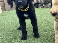 Winston, a male Labradoodle for sale in San Diego, CA – 4 of 6
