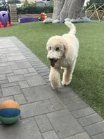 Teddy , a female Labradoodle for sale in San Diego, CA – 9 of 9