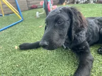 Winston, a male Labradoodle for sale in San Diego, CA – 9 of 10