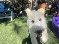 Teddy , a female Labradoodle for sale in San Diego, CA – 6 of 9