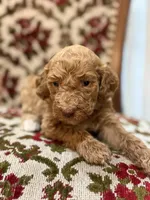 Pearl, a female Labradoodle for sale in San Diego, CA – 1 of 1