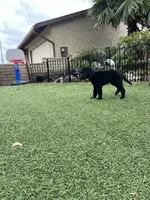 Winston, a male Labradoodle for sale in San Diego, CA – 6 of 6