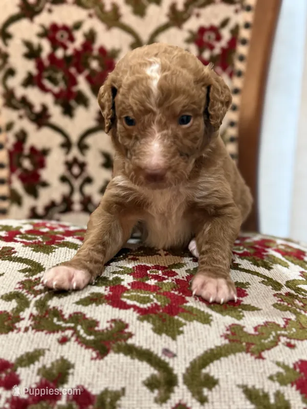 Copper, a male Labradoodle for sale in San Diego, CA – 1 of 1