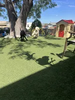 Teddy , a female Labradoodle for sale in San Diego, CA – 7 of 9