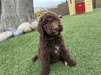 Mocha, a female Labradoodle for sale in San Diego, CA – 3 of 5