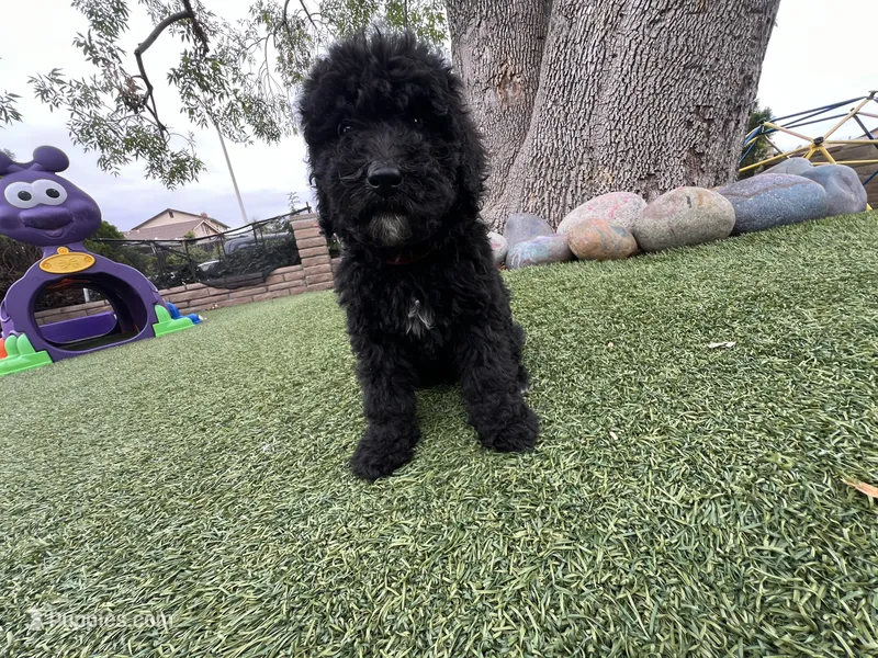 Raven – Labradoodle puppy for sale in San Diego, CA