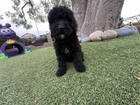 Raven, a female Labradoodle for sale in San Diego, CA – 1 of 4