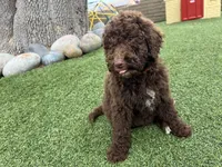 Mocha, a female Labradoodle for sale in San Diego, CA – 5 of 5