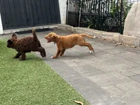 Copper, a male Labradoodle for sale in San Diego, CA – 4 of 5