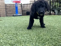 Winston, a male Labradoodle for sale in San Diego, CA – 2 of 6