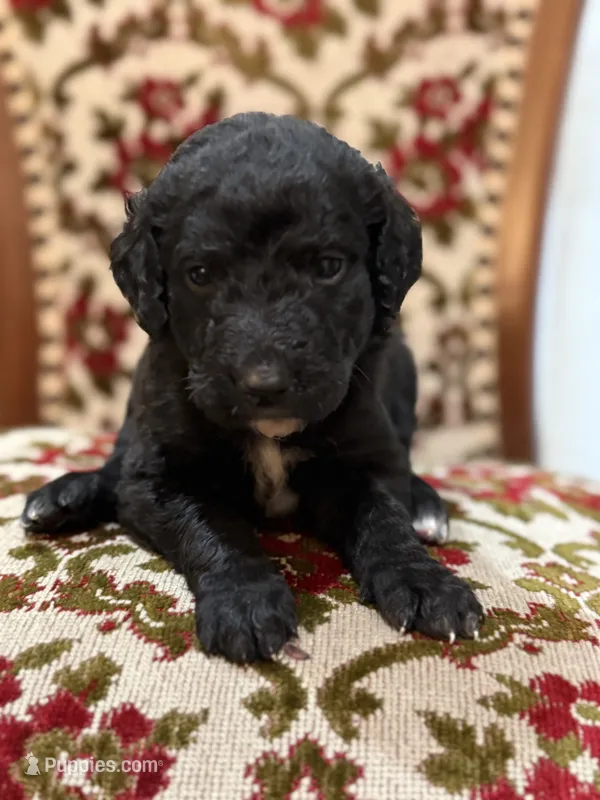 Winston – Labradoodle puppy for sale in San Diego, CA