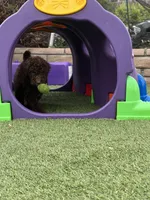 Mocha, a female Labradoodle for sale in San Diego, CA – 2 of 5