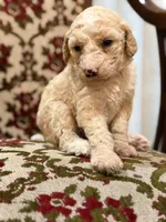 Teddy , a female Labradoodle for sale in San Diego, CA – 1 of 1