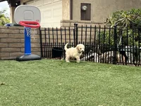 Teddy , a female Labradoodle for sale in San Diego, CA – 3 of 5