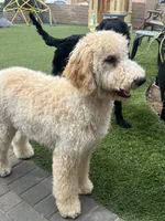 Teddy , a female Labradoodle for sale in San Diego, CA – 8 of 9