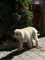 Teddy , a female Labradoodle for sale in San Diego, CA – 3 of 9