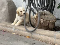 Teddy , a female Labradoodle for sale in San Diego, CA – 5 of 5