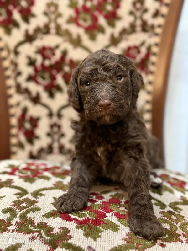 Mocha – Labradoodle puppy for sale in San Diego, CA