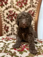 Mocha, a female Labradoodle for sale in San Diego, CA – 1 of 1