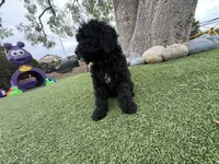 Raven, a female Labradoodle for sale in San Diego, CA – 4 of 4