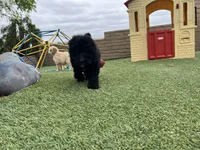 Raven, a female Labradoodle for sale in San Diego, CA – 3 of 4